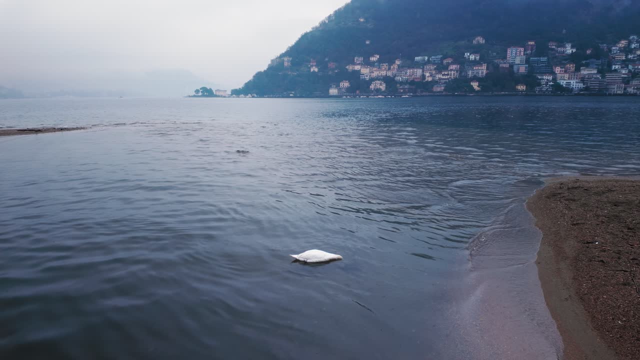 Swan on the shore of Como, Italy