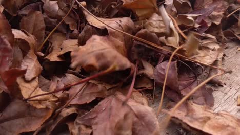 Hojas-De-Otoño-Cayendo-Lentamente-En-El-Primer-Plano-De-La-Cubierta-De-Madera