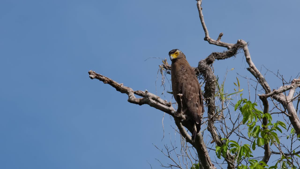 mirando a su alrededor, un águila serpiente de cresta spilornis cheela está encaramado en la cima de un árbol altísimo dentro del parque nacional kaeng krachan en la provincia de phetchaburi en tailandia