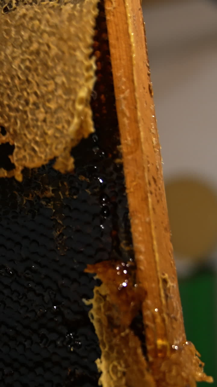 Apiarist peeling off the upper layer of wax from sealed cells. Male hand holding a frame and uncovering wax honey combs for extraction. Vertical video