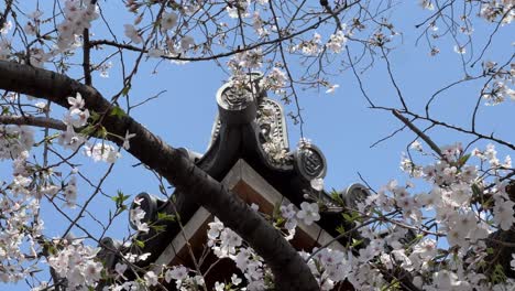 fast slider over cherry blossoms against blue sky in japan with typical rooftop
