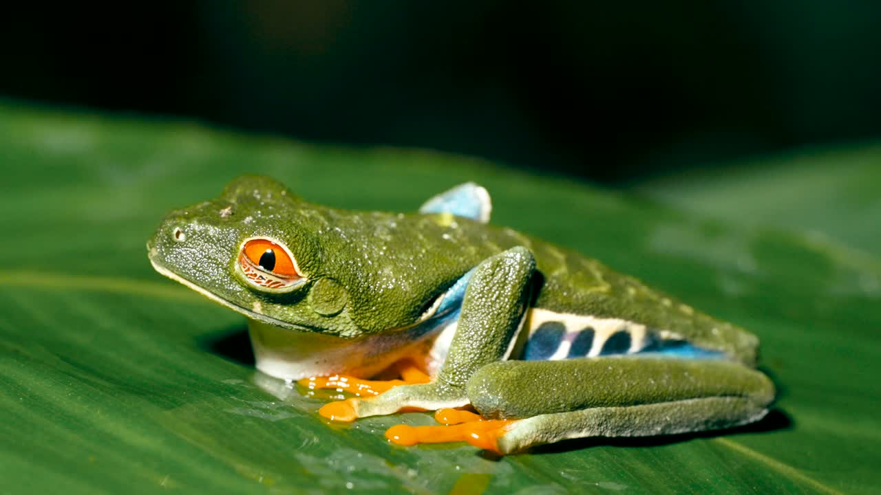La rana de árbol de ojos rojos en una hoja