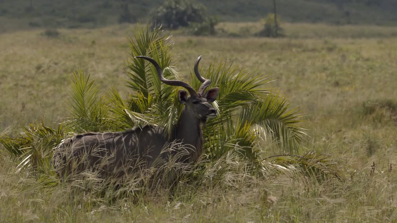 un kudu mayor de pie junto a las plantas verdes y mirando en la distancia en el parque nacional kruger, sudáfrica