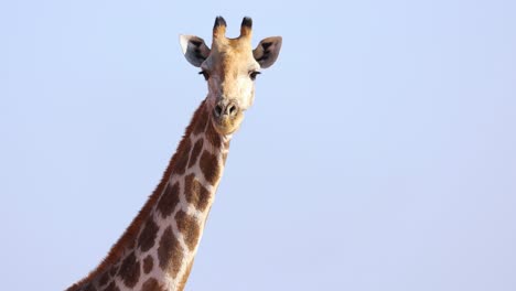 tour de safari africano, jirafa adulta salvaje mirando la cámara en el parque nacional