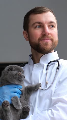 veterinarian examining a scottish fold cat