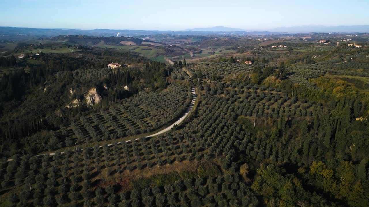 los olivos se alinean en filas y columnas perfectas en el borde de una carretera sinuosa en la toscana, italia