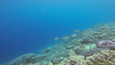 camera follows school of goldlined rabbitfish swimming through the blue waters over coral reef