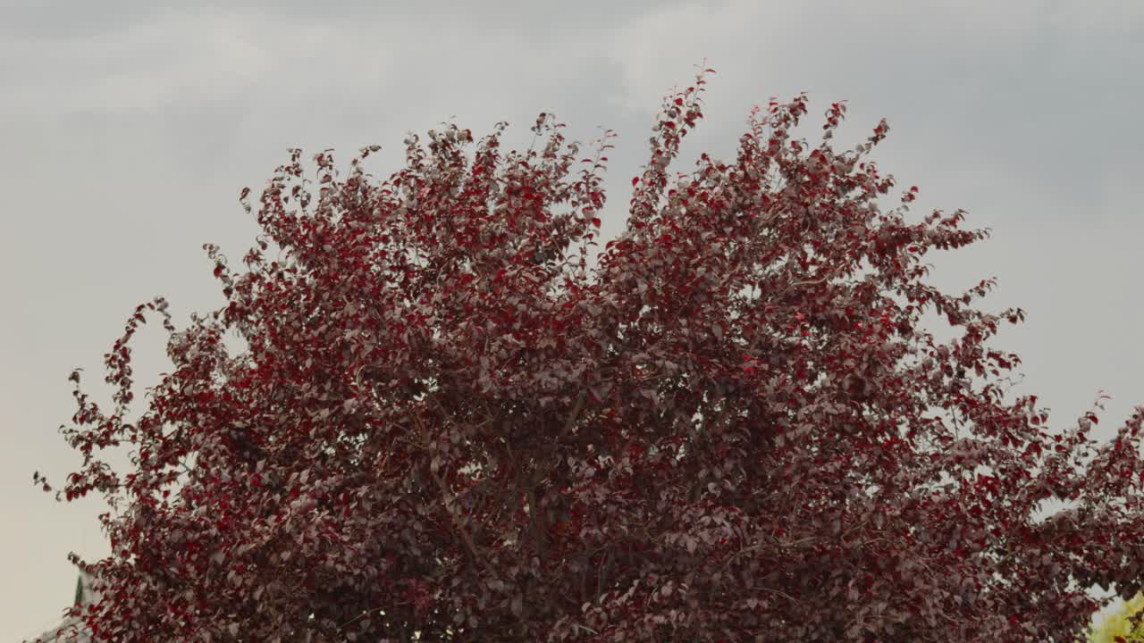 Corylus maxima or Purpurea tree against gray background