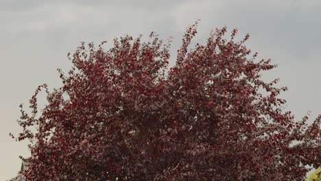 Corylus-Maxima-O-árbol-Purpurea-Contra-Fondo-Gris