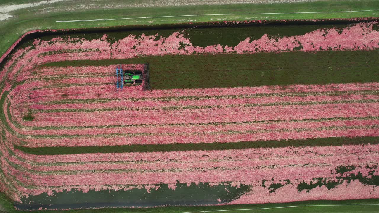 A harrow tractor slowly works its way through a cranberry bog gently knocking cranberries off their vine allowing their buoyancy to float them to the water's surface
