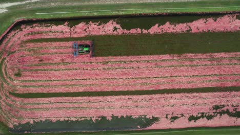 a harrow tractor slowly works its way through a cranberry bog gently knocking cranberries off their vine allowing their buoyancy to float them to the water's surface