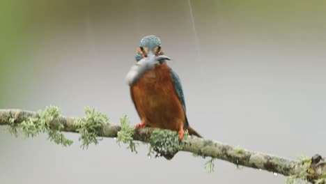Common kingfisher hitting small fish against tree branch under rain, static shot