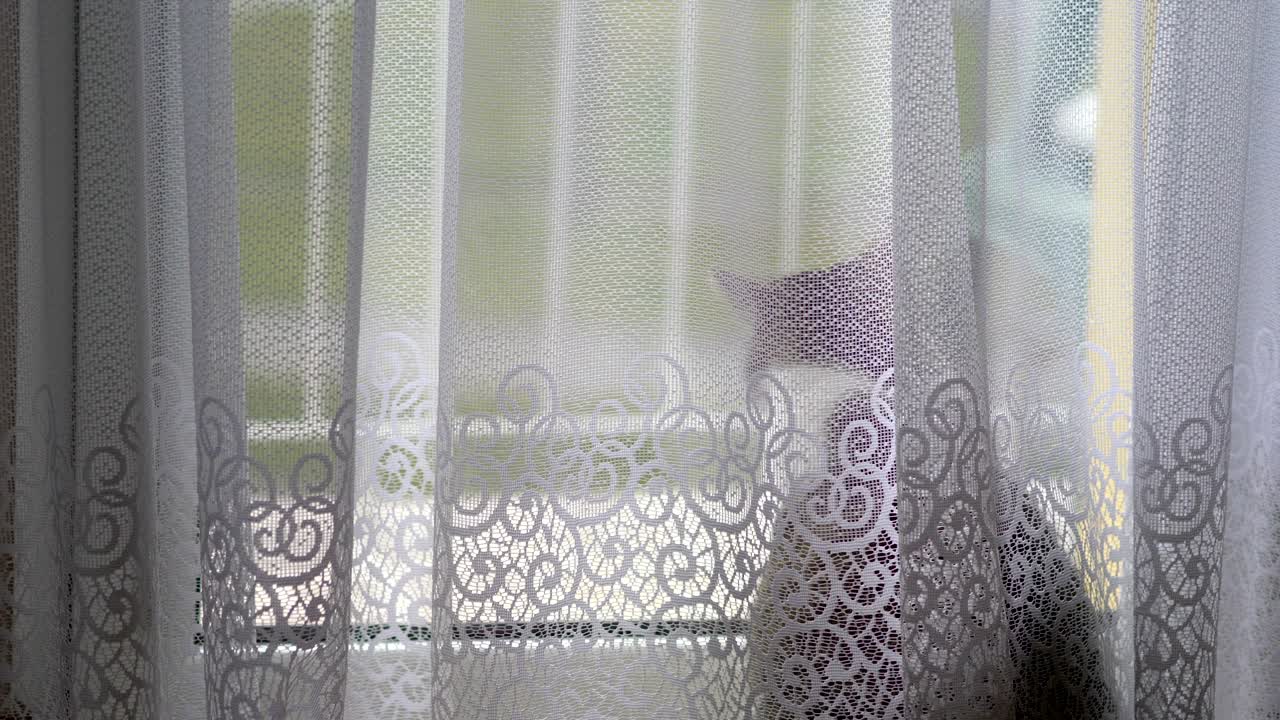 고양이가 4k에서 느린 동작으로 창문을 통해보고 있습니다.