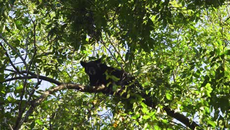 Black-bear-eats-acorns-in-a-tall,-green-tree