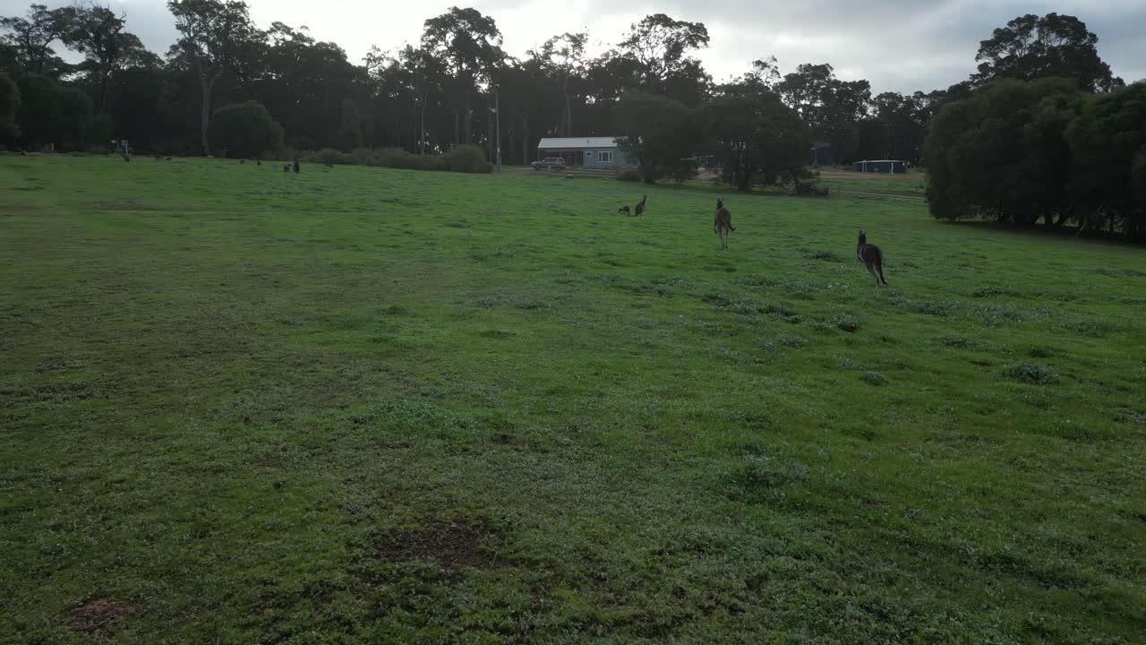 fotografía aérea de dos canguros en acción saltando en un campo de hierba en un día nublado en australia - fotografía en tiempo real