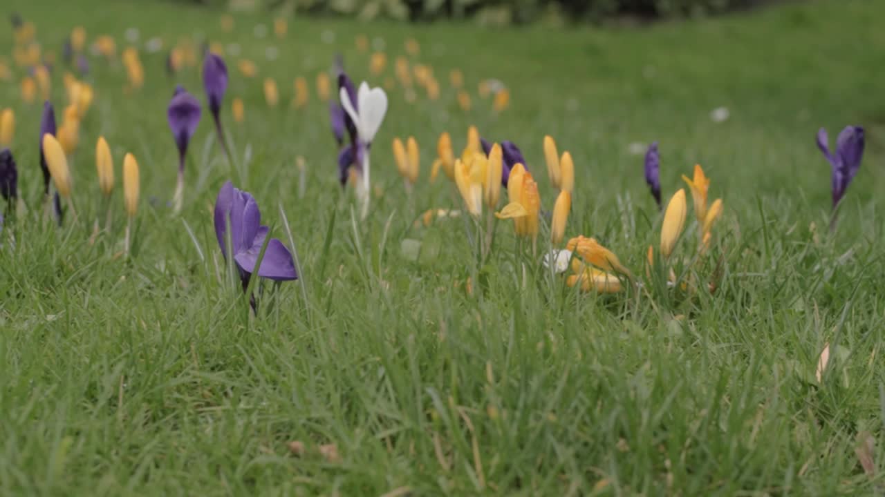 Crocus flowers in green grass in Springtime low shot