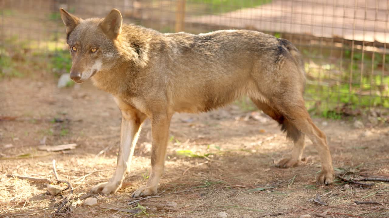 Iberian wolf standing in a sanctuary during golden hour