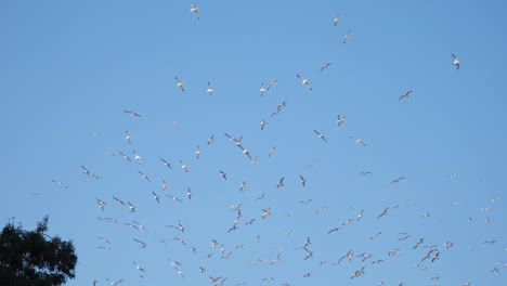 flock of seagulls are flying in the blue sky in slow motion as background, peaceful flight of birds