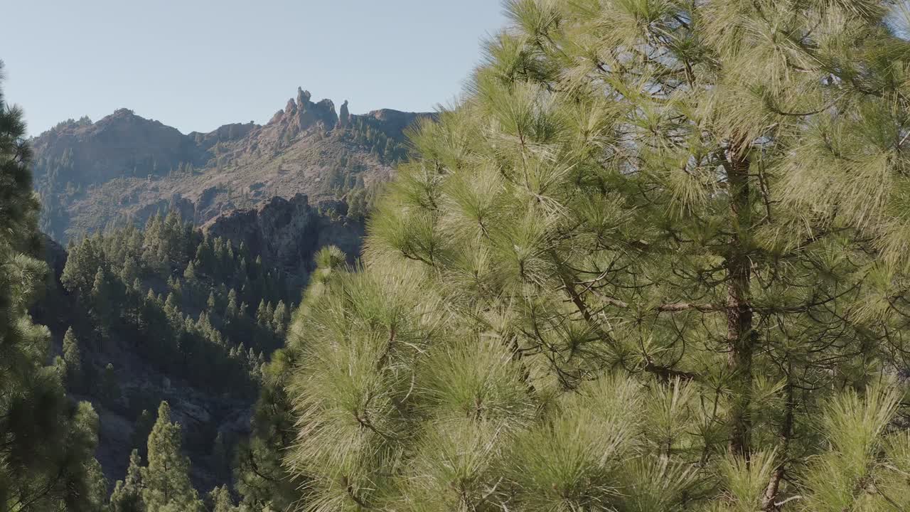 hermosa toma de drones de un panorama de montaña con un árbol en primer plano roque nublo, gran canaria