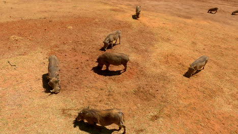 destructive common warthogs dig up soil looking for bulbs and roots, high angle