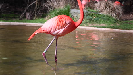 Flamingo-Ist-Ein-Watvogel-Aus-Der-Familie-Der-Phoenicopteridae,-Der-In-Afrika,-Asien-Und-Europa-Lebt