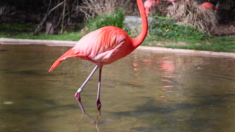 El-Flamenco-Es-Un-Ave-Zancuda-De-La-Familia-De-Los-Phoenicopteridae-Que-Vive-En-África,-Asia-Y-Europa.