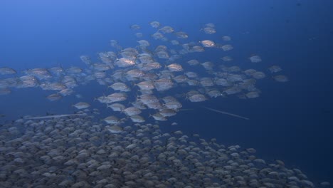 big shoal, school of caranx, jack fish, trevallies in clear water on a tropical coral reef around the islands of tahiti, french polynesia, south pacific ocean