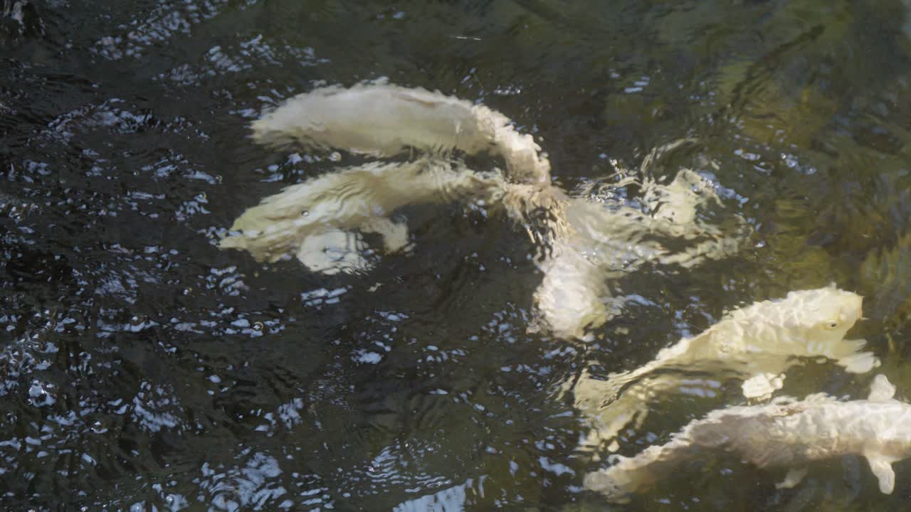 호수 에서 수영 하는  코이 물고기