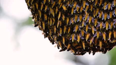 巨型蜜蜂 (giant honey bees) 建立了巨大的巢穴, 裡面有對稱的<unk>袋, 用來儲存蜂蜜作為食物來源.