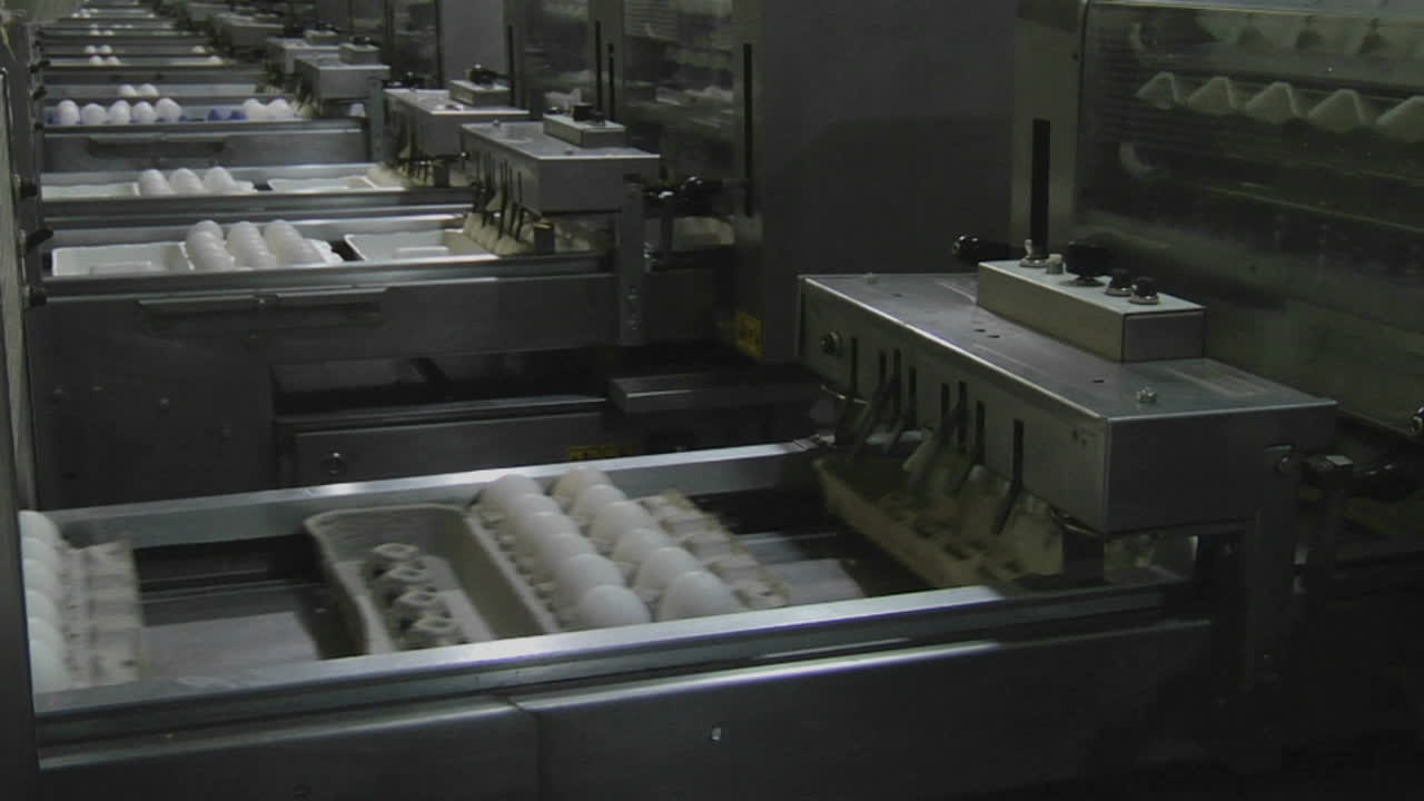 자동화 기계는 공장에서 계란 상자를 처리합니다.