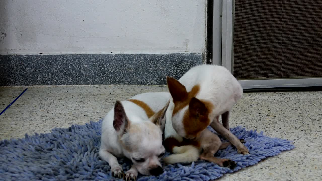 perros chihuahua descansando en las toallitas