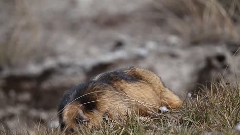 the long-tailed marmot or golden marmot feeding