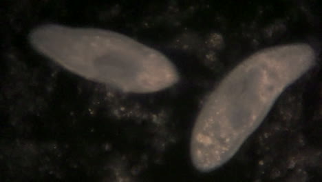 Vista-Microscópica-Del-Organismo-Unicelular,-Paramecio