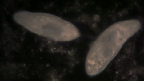 vista microscópica del organismo unicelular, paramecio
