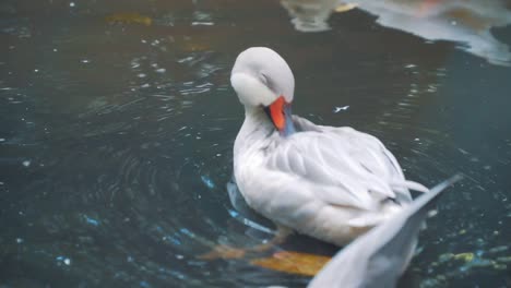 Primer-Plano-Del-Pato-Carolino-Plateado-Está-Nadando-En-La-Superficie-Del-Agua