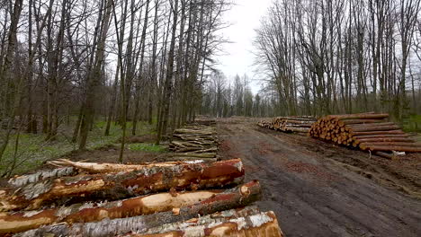 Commercial-logging-in-woods-for-timber-industry,-Warmia,-Poland