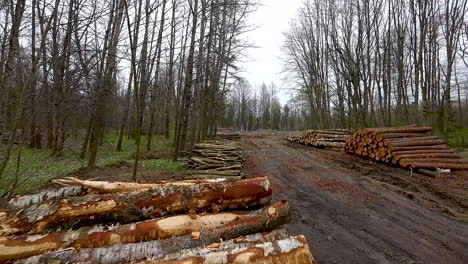 commercial logging in woods for timber industry, warmia, poland