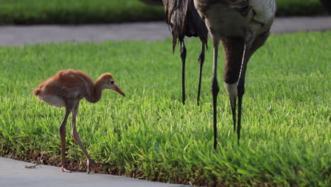 Mother-Sandhill-Crane-feeding-baby-food-1