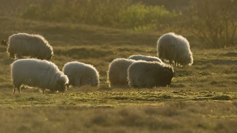 slow motion angora goats grazing in a beautiful meadow during the sunset in the netherlands