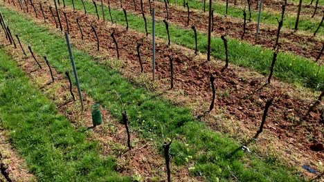 Aerial-pan-shot-over-vineyards-on-hills-in-east-of-France