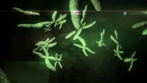 animation of moving chromosomes