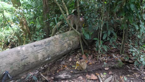 southeast asia, pigtail macaque, natural habitat tropical environment