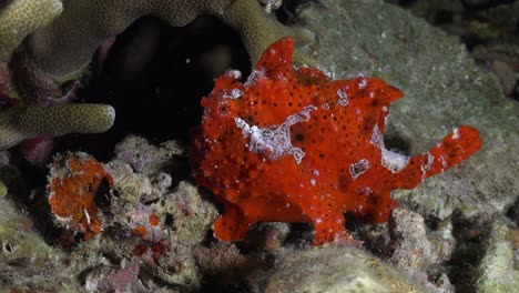 painted red frogfish  at night on coral reef