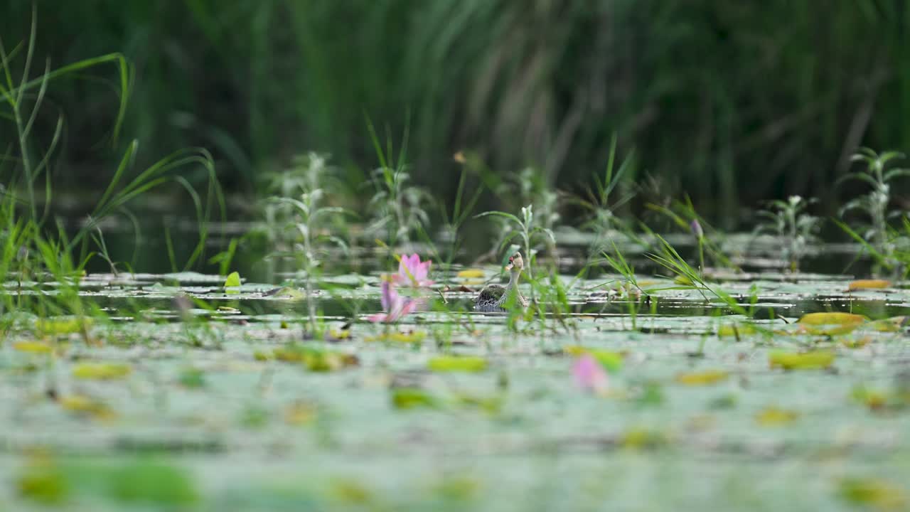 A Spot-billed Duck slowly wades through a pond filled with blooming water lilies, creating gentle ripples in a serene natural habitat. Ideal for peaceful wildlife and aquatic nature scenes