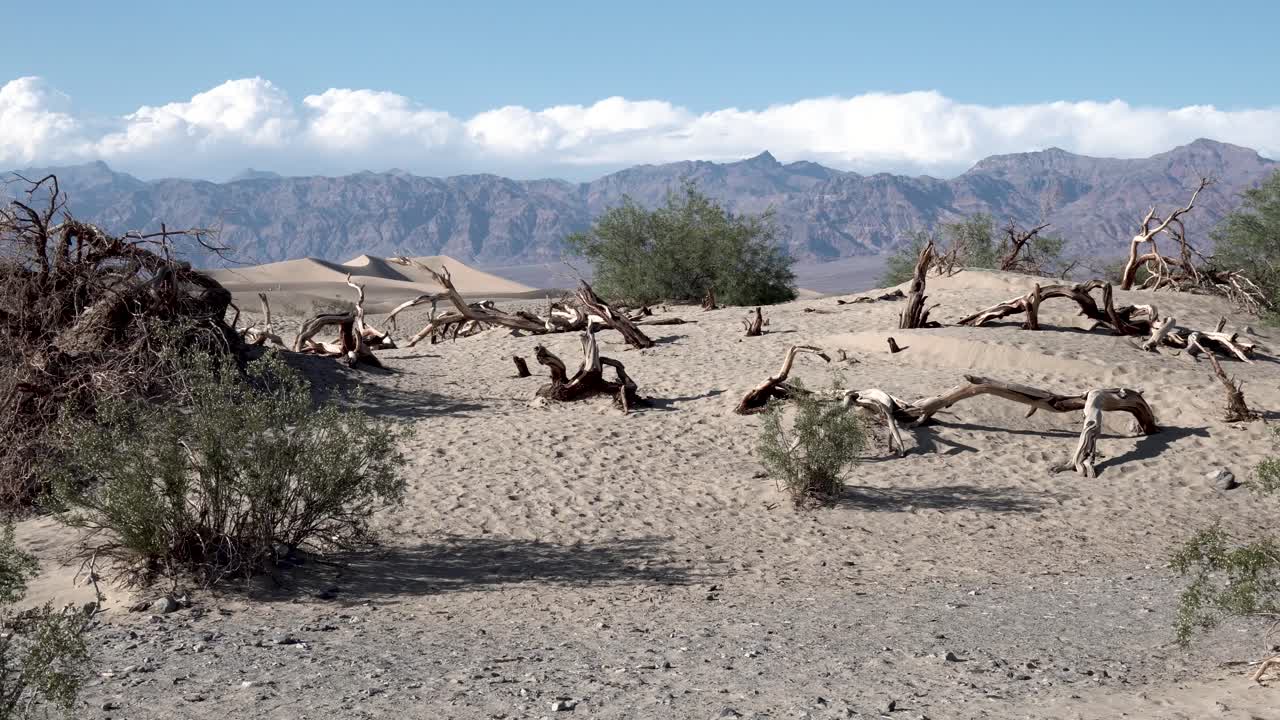 árboles secos muertos en el valle de la muerte, desierto de mojave california, muñeca aérea en tiro
