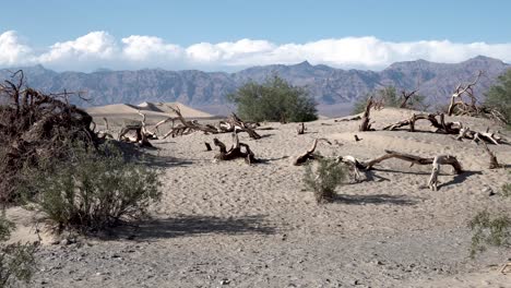 dead dry trees in death valley, mojave desert california, aerial dolly in shot