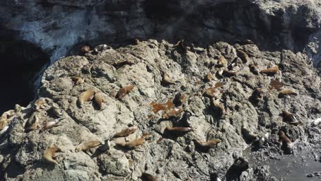 Statische-Luftdrohnenaufnahme-Großer-Robben,-Die-Sich-Auf-Felsen-Am-Meer-Im-Pazifischen-Ozean-In-Oregon-Sonnen