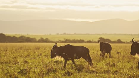 wildebeest running in savannah in golden hour warm sunset sunlight light, beautiful savanna landscape scenery in masai mara, kenya, africa, african wildlife safari animals in maasai mara