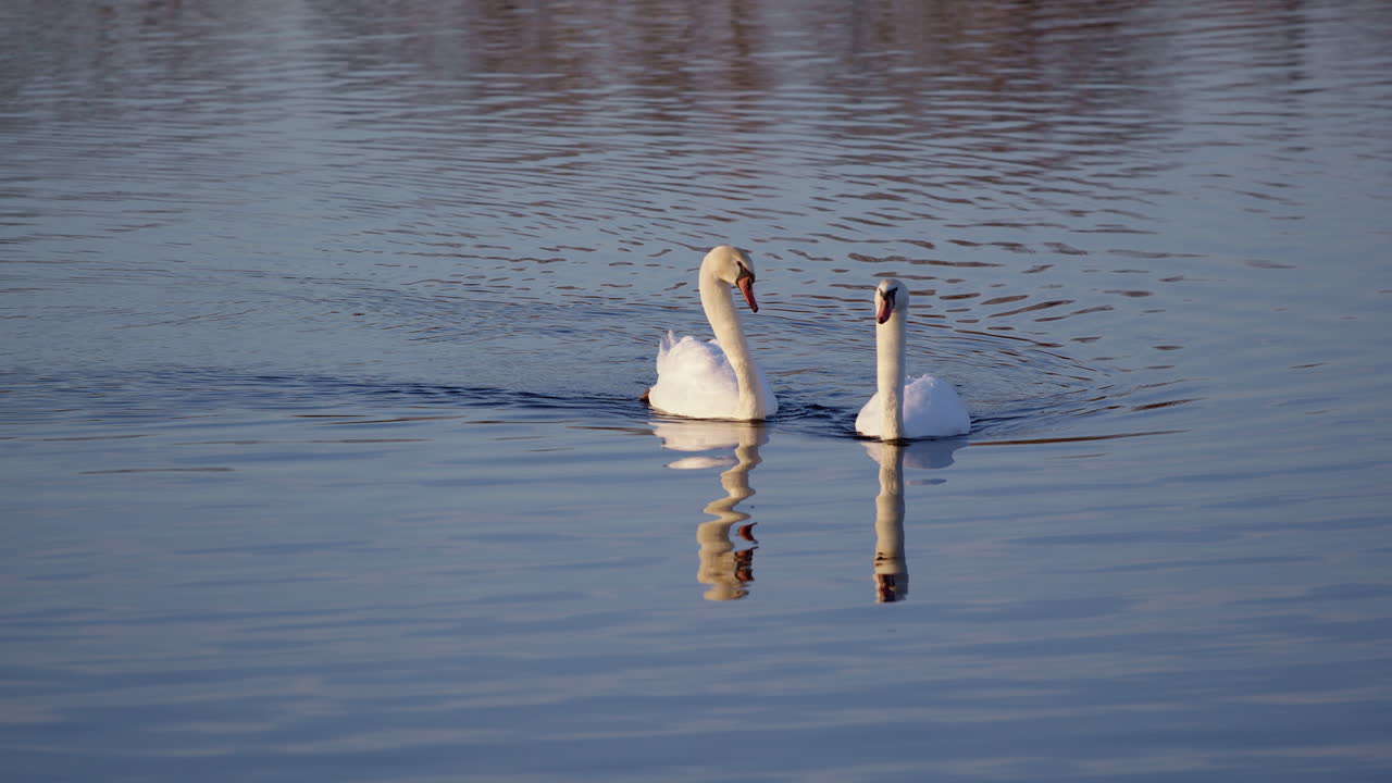 Slow motion video of swans performing elaborate springtime mating displays.