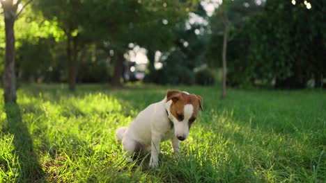 cute jack russell terrier sitting in grass